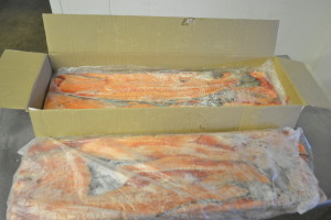Salmon spines 1